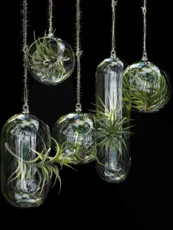 Hanging Air Plants 3D model
