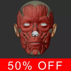 Head anatomy muscles 3D model