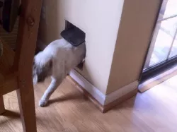 Magnetic Cat Door replacement key