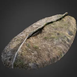 nature forest roots 003 3D model