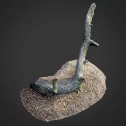 nature forest roots 004 3D model