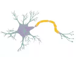 Neuron 3D model