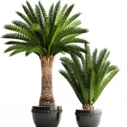 Phoenix canariensis 3D model