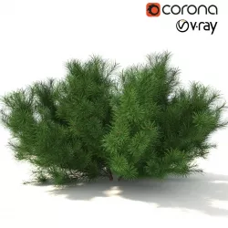 Pinus mugo tree 3D model