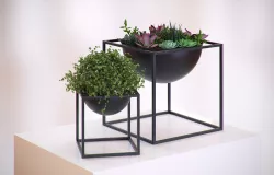 Plants in a cube vases HG2 3D model