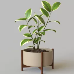 Pot plant  3D model