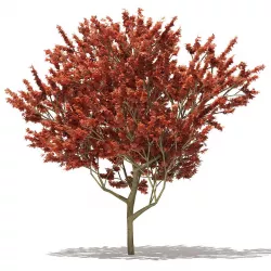 Red Oak Quercus rubra L 13m 3D model
