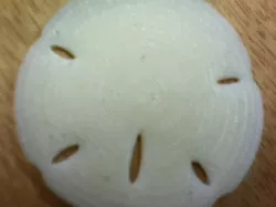 Sand Dollar