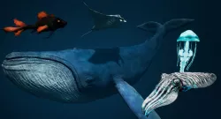 Sea Creature Pack Low-poly  3D model