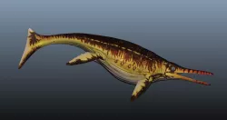 Shonisaurus 3D model