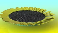 Sun flower