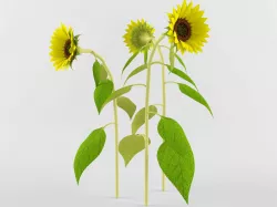 Sunflower 3D model