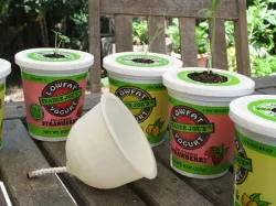 Yogurt Cup Self Irrigating Planter