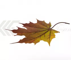 3dm Leaf