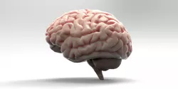 Brain 3D model