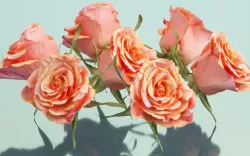 China Chinese Rose Rosa Chinensis Low-poly  3D model