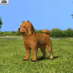 Chow Chow 3D model