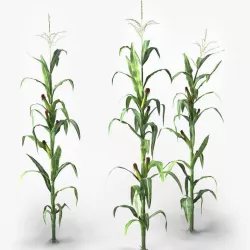 Corn 3d model 3D model