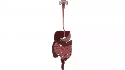 Digestive system Low-poly  3D model