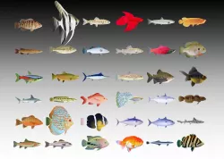 Fish collection - 36 model 3D model