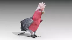 Galah Low-poly  3D model