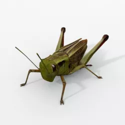 Grasshopper Low-poly  3D model