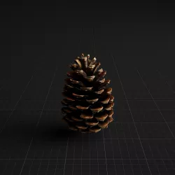 Highly Detailed Pine Cone 3D model