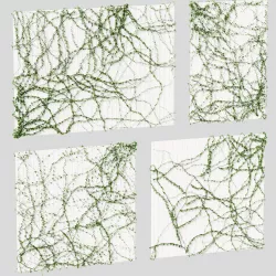 Ivy for the ceiling 4 models 3D model