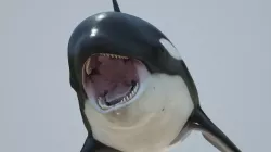 Killer whale rigged and animated for Cinema 4d Low-poly  3D model