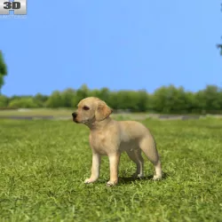  Labrador Retriever Puppy 3D model