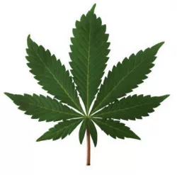 Leaves 3D model