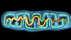 mitochondria cell 3D model