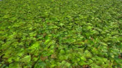 PBR seamless jungle ground textures with leaves cover Texture