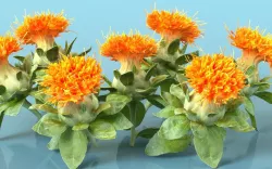 Safflower Carthamus Tinctorius Low-poly  3D model
