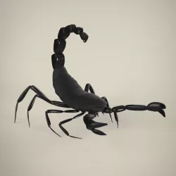 Scorpion 3D model