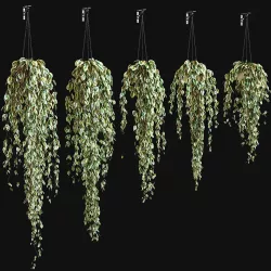 Set of 5 models of plants in a pot hung with a chain on a hook 3D model