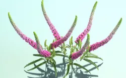 Summer Lilac Buddleja Davidii Butterfly Bush Low-poly  3D model