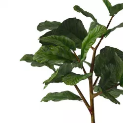 Well-made ficus model 3D model