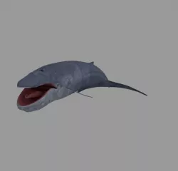 Whale 3D model