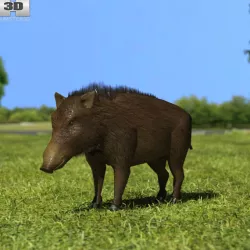 Wild Boar 3D model
