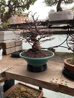 	Bonsai  rotating table various size and shape