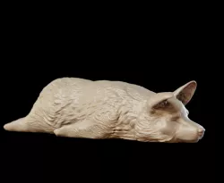 Corgi - sploot