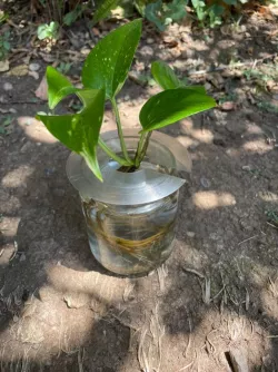 Plant Propagation Disc