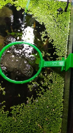 Fish Feed Ring