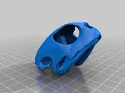 Green Sea Turtle Skull