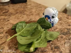 Little Budgie
