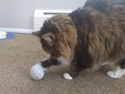 Cat Treat Puzzle: Egg
