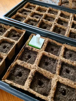Growing seed tray stamper