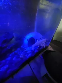 Alien fish hide