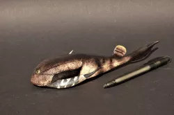 Bothriolepis